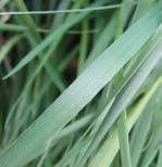 Smooth-stalked Meadow-grass (page 19) look for large ligule, paler colour and leaf softness in Annual Meadow-grass Yorkshire og (page 11)