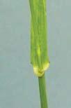 in shoot Leaves strongly ribbed 1 Older leaves wide and flat, tapering to a point Hairy auricles 2 Ligule present Inflorescence Panicle RIBBED LEA HAIRLESS LEA RIBBED LEA HAIRY AURICLES EMERGING LEA