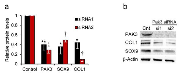 Supplementary Figure 11 Abrogation of PAK3 by two independent sirnas in activated mouse HSCs.