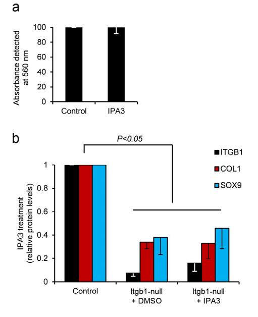 Supplementary Figure 12 IPA3 treatment does not affect cell viability of activated HSCs or alter fibrotic markers in Itgb1-null activated HSCs.