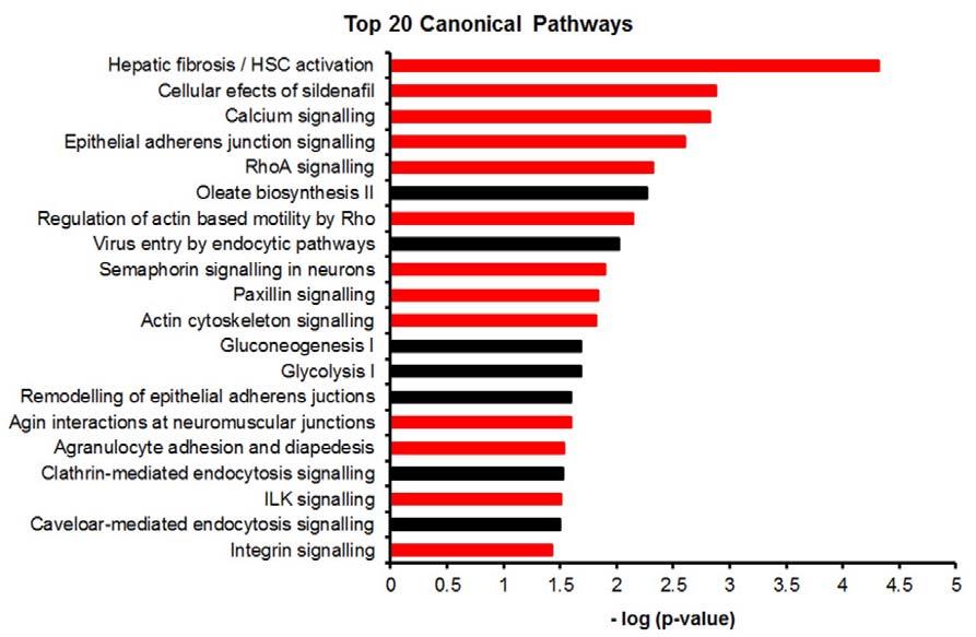 Supplementary Figure 6 Top 20 canonical pathways represented by genes listed in Cluster 3 (Fig. 2a-c) following Ingenuity Pathway Analysis.