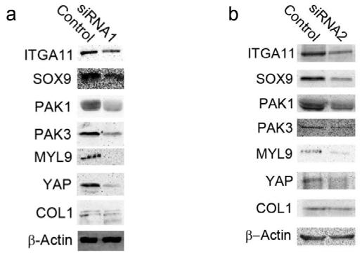 Supplementary Figure 8 Representative immunoblots for all ITGA11 sirna knockdown quantified in Figures 3 & 5 and Supplementary Figure 2.