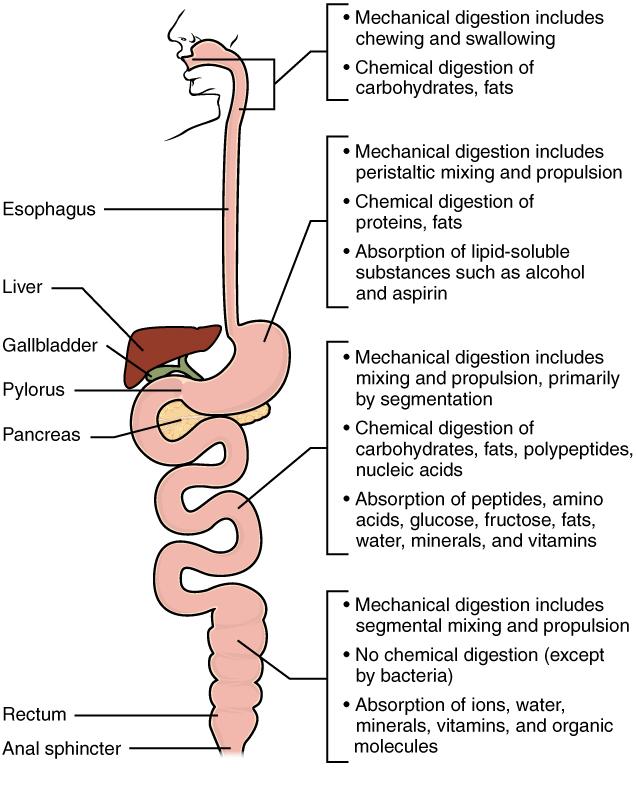Chemical Digestion and Absorption: A Closer Look Bởi: OpenStaxCollege As you have learned, the process of mechanical digestion is relatively simple.