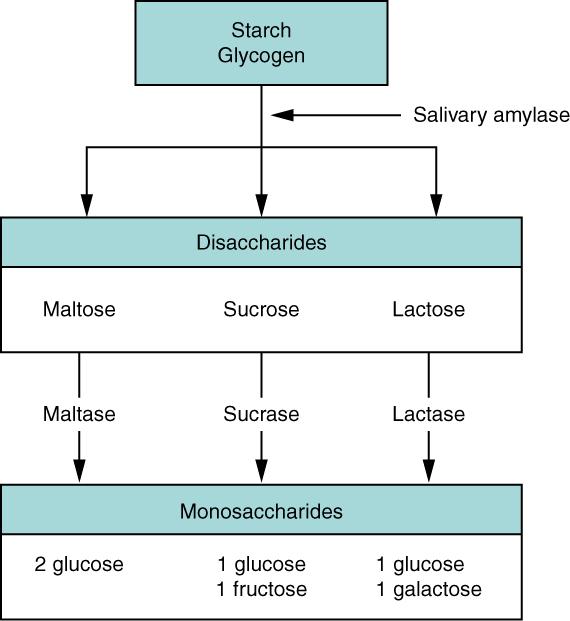 Protein Digestion Carbohydrate Digestion Flow Chart Carbohydrates are broken down into their monomers in a series of steps.