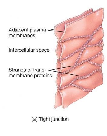 o Structure: plasma membranes fused with a strip of proteins TIGHT JUNCTIONS o Function: watertight seal between cells o