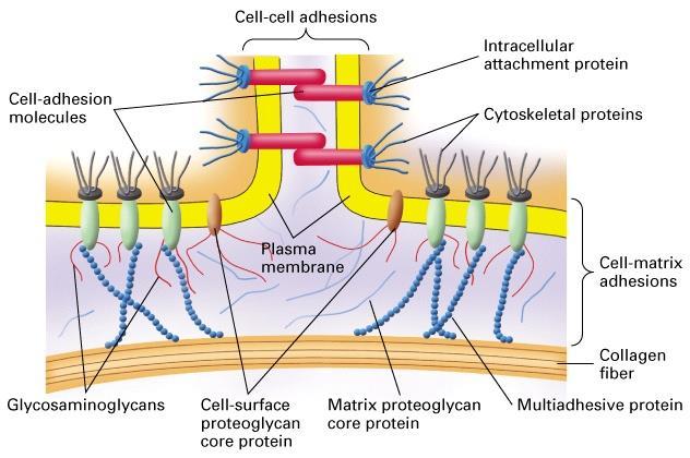 HOW DO CELLS CONNECT TO THE BASAL MEMBRANE? THROUGH PROTEINS IN ECM.