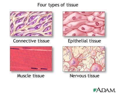 TYPES OF TISSUES Four principal types based on function and structure: 1. Epithelial tissue: covers body surfaces, lines hollow organs, body cavities, and ducts; and forms glands lecture 10 2.