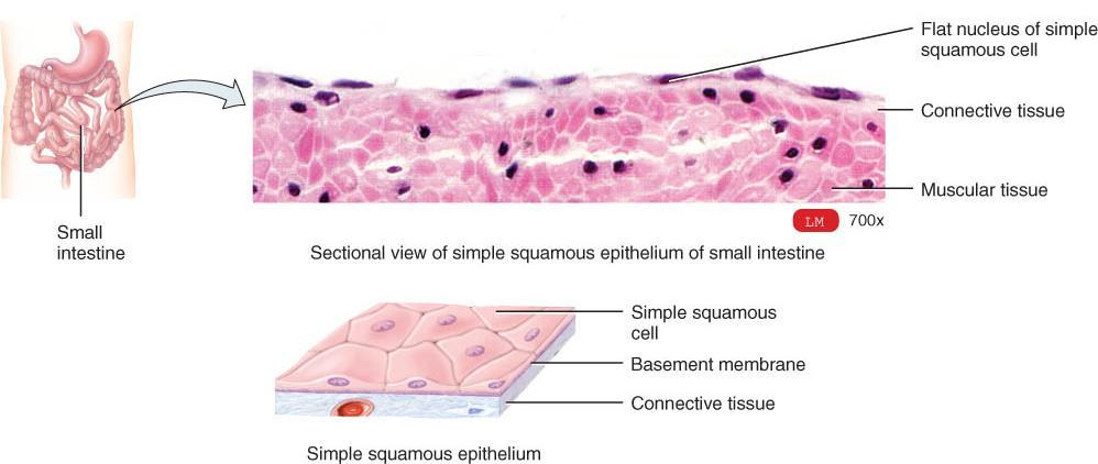 SIMPLE SQUAMOUS EPITHELIUM Single layer of flat, scale-like cells (tiled floor) - nuclei are centrally located and cells are in direct contact