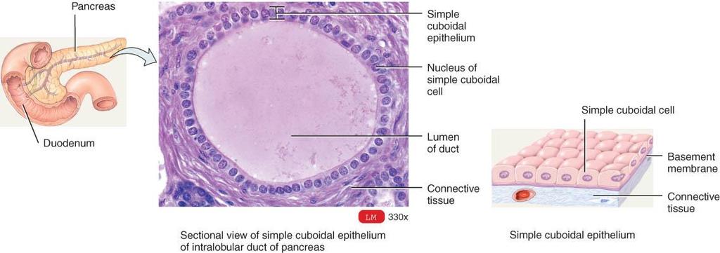 SIMPLE CUBOIDAL EPITHELIUM Consists of a simple layer of cube-shaped cells nuclei are round and centrally located