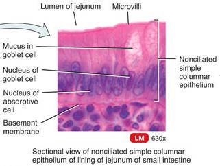 SIMPLE COLUMNAR EPITHELIUM Consists of a single layer of columnar, rectangular cells and goblet cells (secrete mucus).