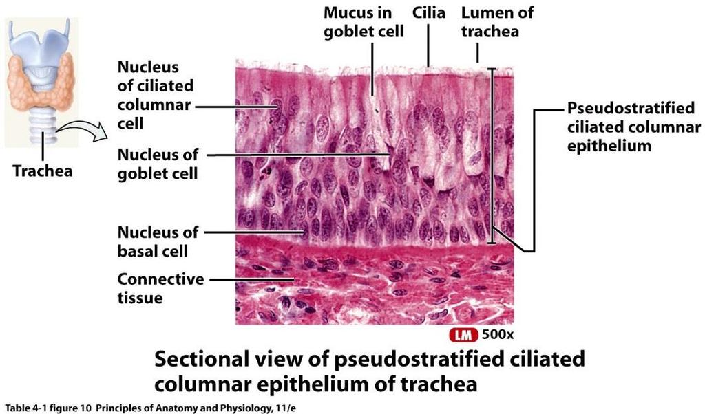 PSEUDOSTRATIFIED COLUMNAR EPITHELIUM Consists of a single layer of columnar, rectangular cells BUT appears to have several layers because the nuclei are at various levels.