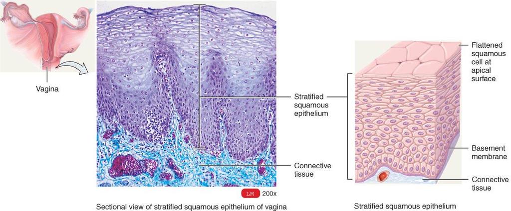 STRATIFIED SQUAMOUS EPITHELIUM Consists of several layers of cells - top layer of cells is flat, deeper layers of cells vary from cuboidal to columnar. Basal cells replicate by mitosis.