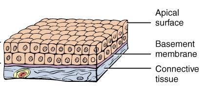 STRATIFIED CUBOIDAL EPITHELIUM Consists of 2 or more