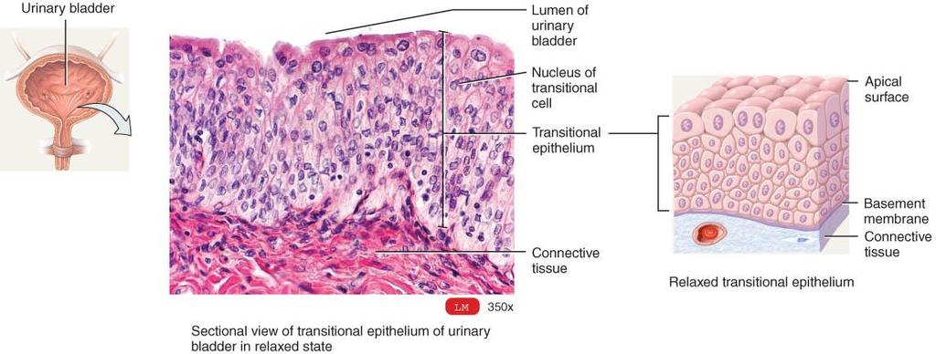 TRANSITIONAL EPITHELIUM Consists of several layers of cells of variable shape.