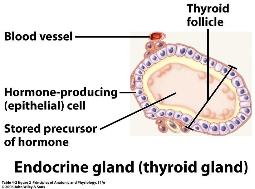 GLANDS Gland is a single cell or a mass of epithelial cells adapted for secretion.