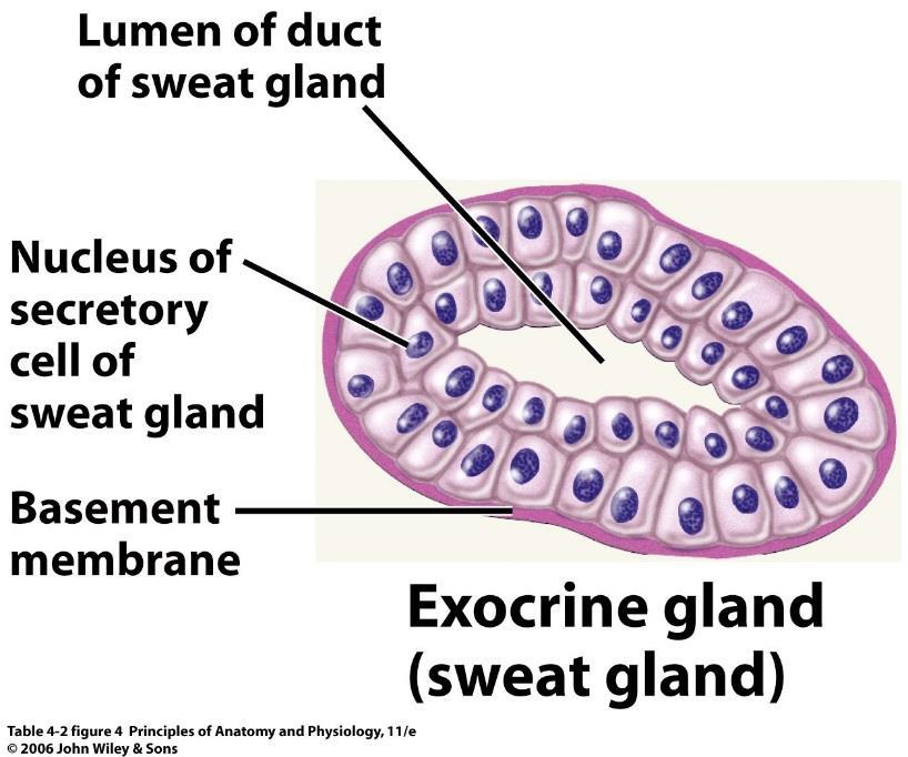 o Exocrine glands secrete their products into ducts that empty at the surface of