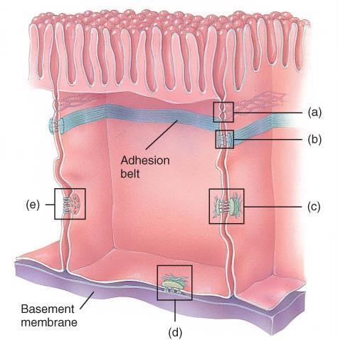 CELL JUNCTION TYPES a) Tight junctions b) Adherens junctions c) Gap junction d)