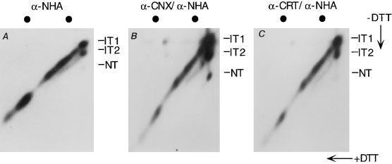 Figure 2. Cotranslational association of HA with calnexin and calreticulin. Influenza-infected CHO cells were pulsed for 1.