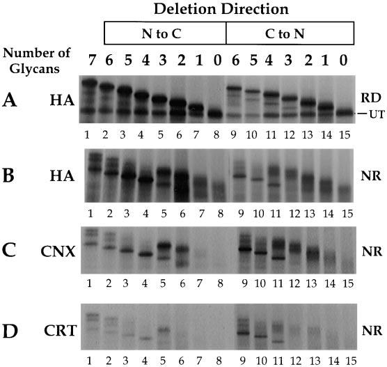 that showed that the presence of at least one of the top domain glycans is required for calreticulin binding. Figure 6.