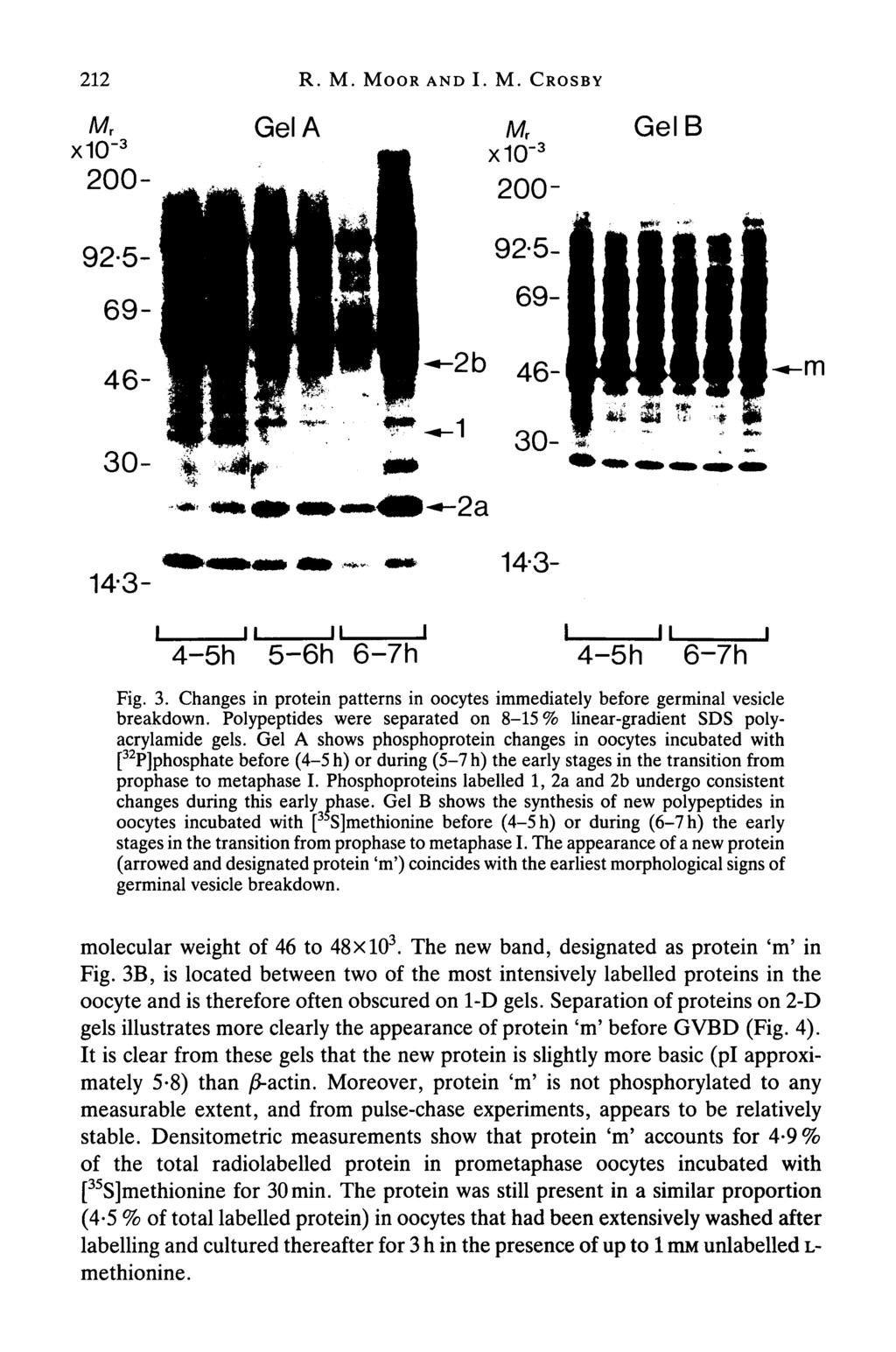 212 R. M. MOOR AND I. M. CROSBY Gel A Mr GelB x10" 3 m 143-14-3- JL 4-5h 5-6h 6-7h 4-5h 6-7h Fig. 3. Changes in protein patterns in oocytes immediately before germinal vesicle breakdown.