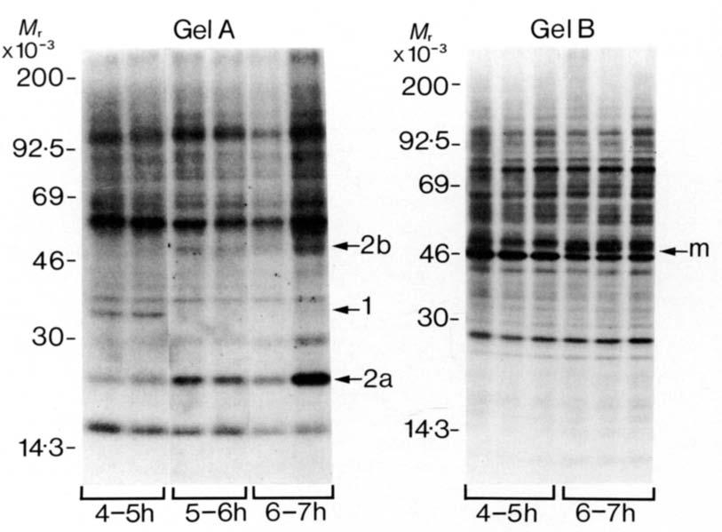 Gel A shows phosphoprotein changes in oocytes incubated with [ 32 P]phosphate before (4-5 h) or during (5-7 h) the early stages in the transition from prophase to metaphase I.