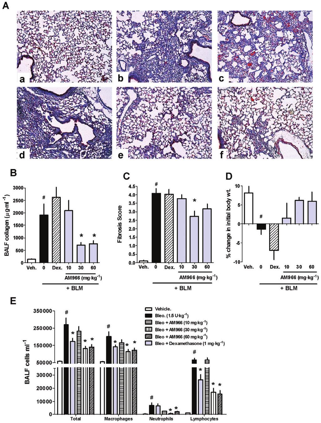 JS Swaney et al 1707 Figure 6 AM966 inhibits lung fibrosis and maintains body weight 14 days after bleomycin-induced lung injury. Mice were given intratracheal bleomycin sulfate (BLM; 1.
