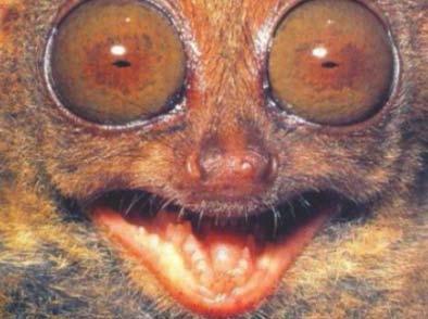anthropoids. Tarsiers differ from lemurs rather they resemble anthropoids by the absence of a wet, dog like snout on their reduced olfactory apparatus.