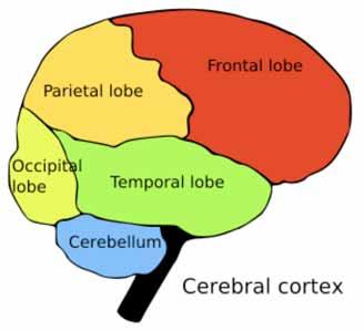 Functional Neuroanatomy Frontal Lobe- reasoning, planning, parts of speech, movement, emotions, and problem solving Parietal Lobe-