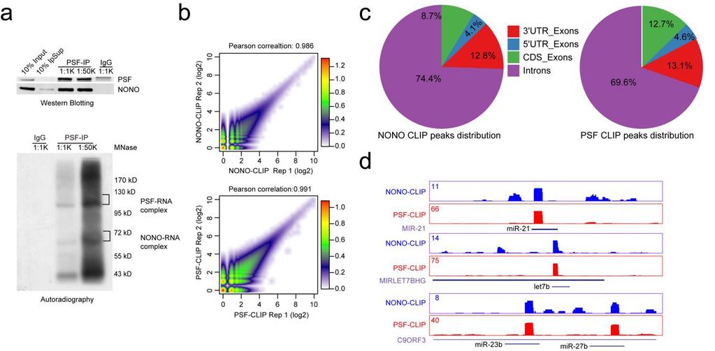 Supplementary Figure 5 CLIP-seq analysis of PSF/NONO interactions with RNA.