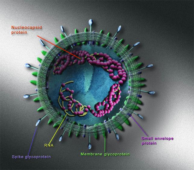 SARS corona virus Cell