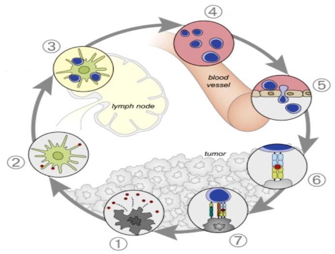 Cancer Immunity Cycle IL-2 Priming and activation Cancer antigen presentation Release of cancer cell antigens Trafficking of T cells to tumors Infiltration of T cells into tumors Recognition of
