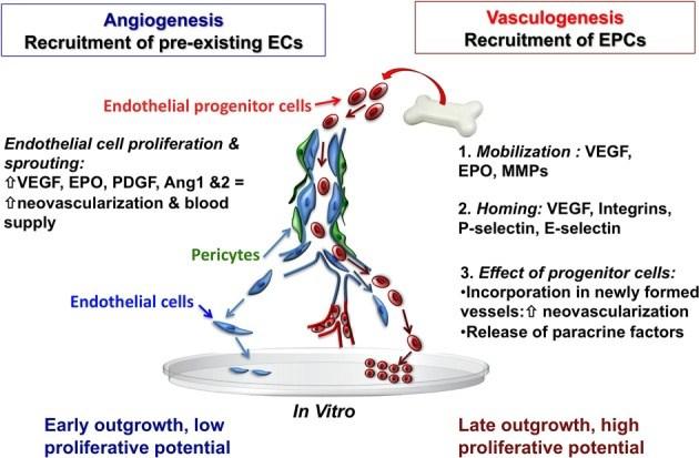 Neovascularization Incorporation of endothelial progenitor cells (EPCs) Neovascularization after response to ischemia Mediated by pro-angiogenic factor VEGF (vascular endothelial growth factor Porous