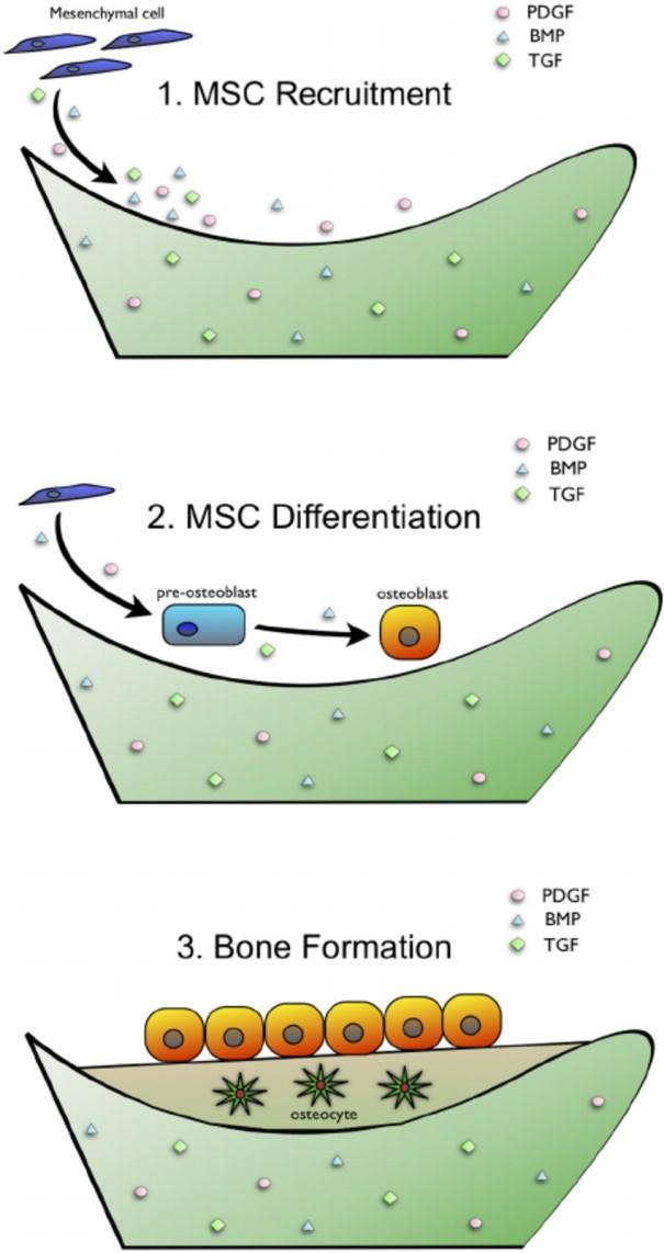 Osteoinductive molecular structure = design priority to optimize osteoconductive and osteoinductive Optimum: closely mimic natural healing Basic structure of scaffold: long cylindrical unit in line