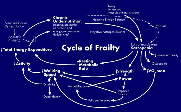 One Theory The Frailty Construct Fried et al.