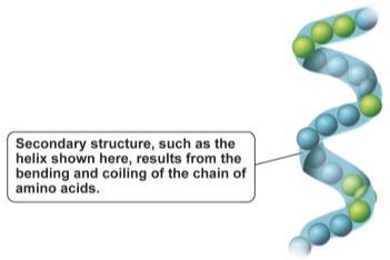 Protein Structure - Secondary Structural features