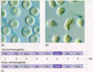 Protein Structure - Quaternary Hemoglobin Shape of