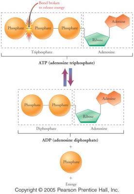 nucleotides Adenine, Thymine, Uracil, Guanine, Cytosine 85 86 Nucleotide Nucleotide Complex Adenosine Triphosphate and Diphosphate ATP, ADP Energy transferring molecules Guanosine Triphosphate and