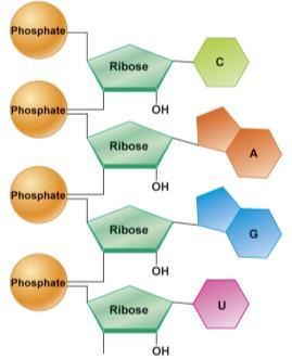 Nucleic Acids RNA vs DNA RNA Single stranded Sugar: Ribose Nitrogenous
