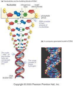 93 94 Nucleic Acids Review: Monomer VS Polymer Monomer Individual unit