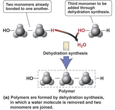Polymer Formation Dehydration Synthesis Macromolecules Polymers What do you think