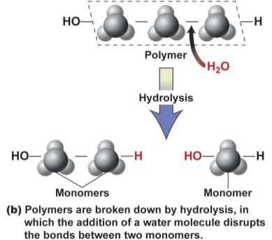 Hydrolysis Hydro = Water Lysis = Breaking down 13 14 Hydrolysis Polymer Breakdown