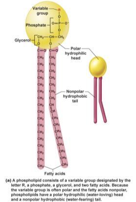 Triglycerides are so named because they are formed by a reaction between 3 fatty