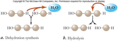 large molecules by the removal of water -monomers are joined to form polymers hydrolysis: breakdown of large molecules by