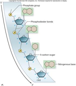phosphodiester bonds - double helix: 2