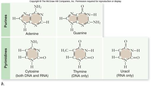 hydrogen bonds -polynucleotide strands are