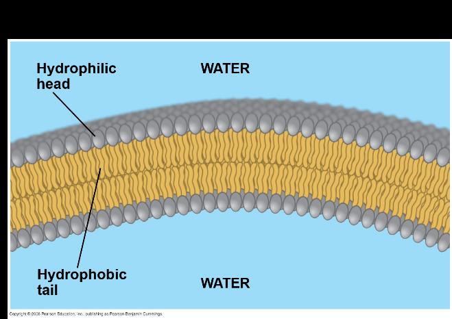 Phospholipids In a phospholipid, two fatty acids and a phosphate group are attached to glycerol The two fatty acid tails are hydrophobic, but the phosphate group and its attachments form a