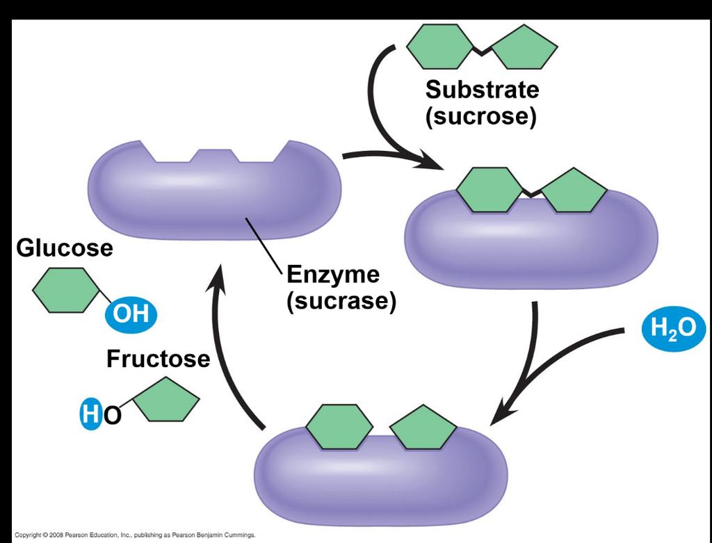 Enzymes are a type of protein that acts as a catalyst to speed up chemical reactions Enzymes can