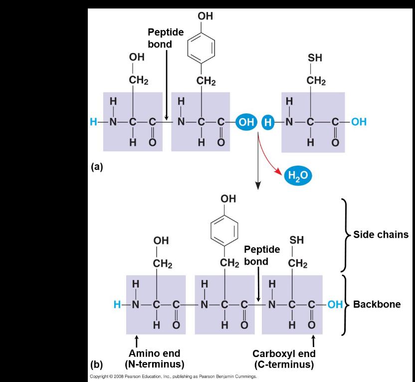 Amino Acid Polymers Amino acids are linked by peptide