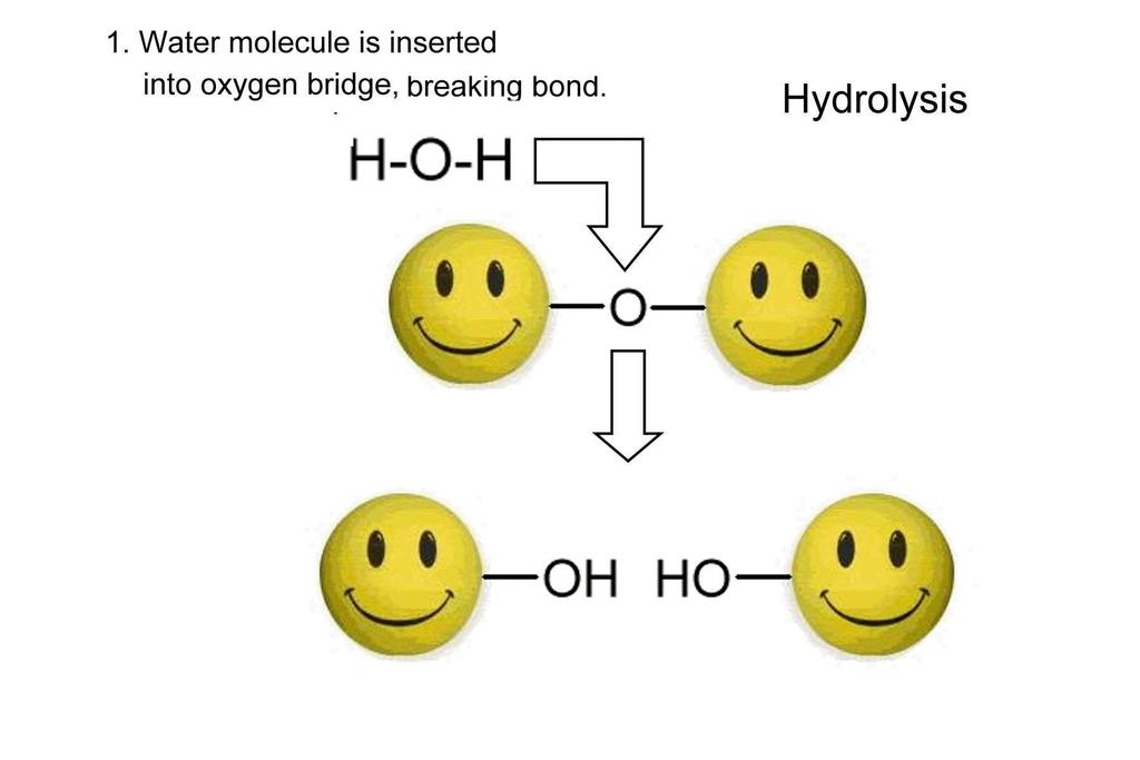 molecules Requires water!