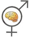 Brain Continuum - Revised Empathizing Brain Equated with female brains XX or XO Inter- Sex Systemizing Brain Equated with male brains XY or XXY More chromosomal patterns were identified a section was